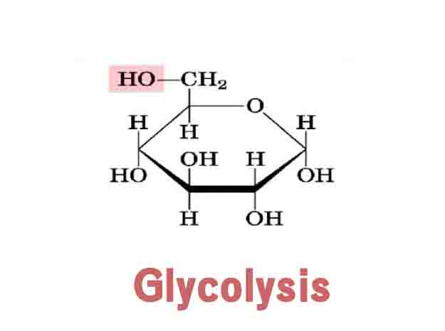 Glycolysis Steps